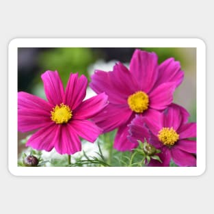 Garden Cosmos or or Mexican aster Sticker